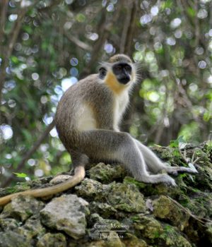 Green-monkey-Barbados-Our-Planet-Images-1